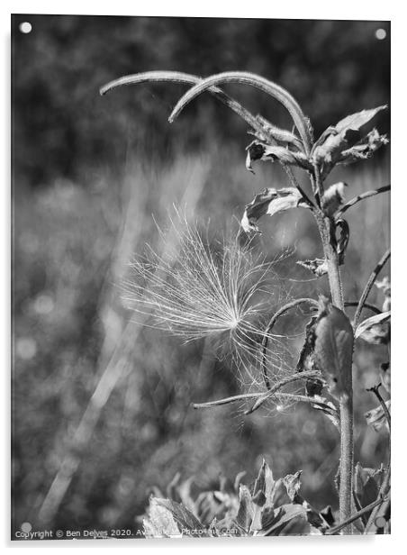 A dandelion seed clock caught on a plant in black  Acrylic by Ben Delves