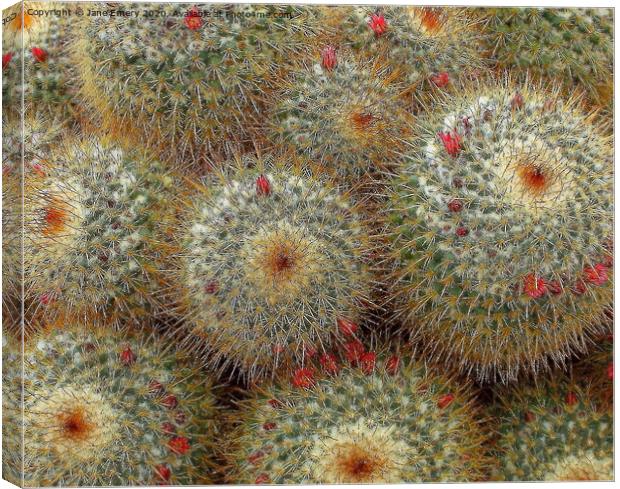 A close up of a cactus, prickly plant, prickles, cactus Canvas Print by Jane Emery