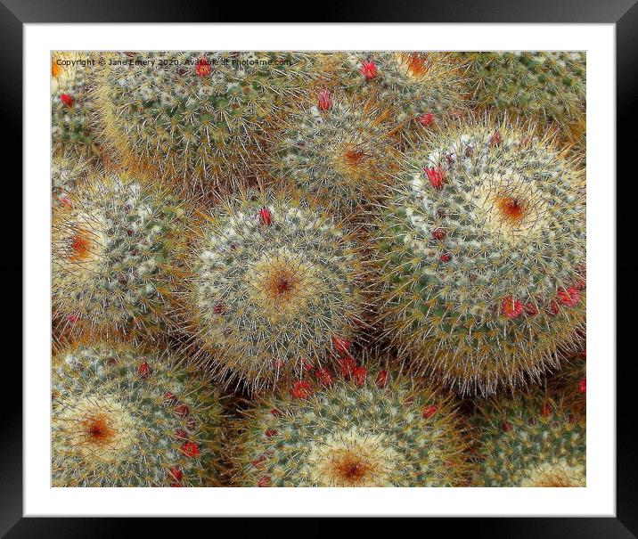A close up of a cactus, prickly plant, prickles, cactus Framed Mounted Print by Jane Emery