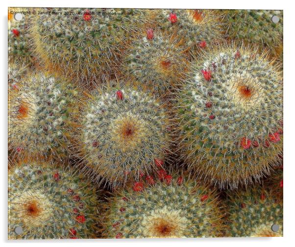 A close up of a cactus, prickly plant, prickles, cactus Acrylic by Jane Emery