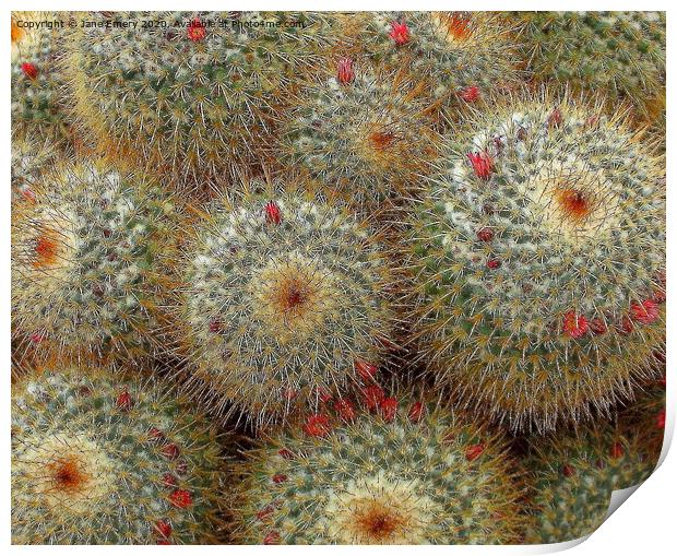 A close up of a cactus, prickly plant, prickles, cactus Print by Jane Emery