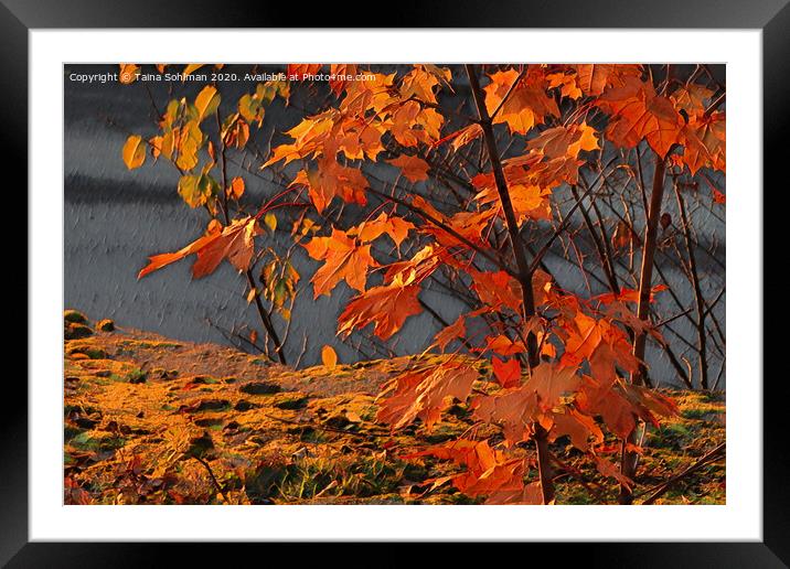 Golden Maple Leaves in Autumn Framed Mounted Print by Taina Sohlman