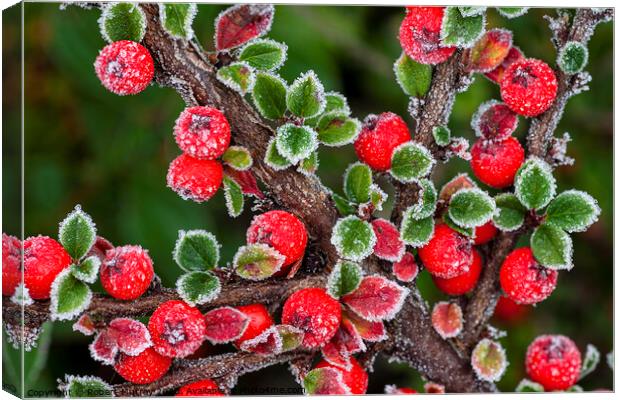 Frosted berries Canvas Print by Robert Murray