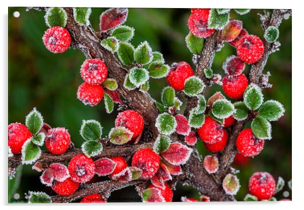 Frosted berries Acrylic by Robert Murray