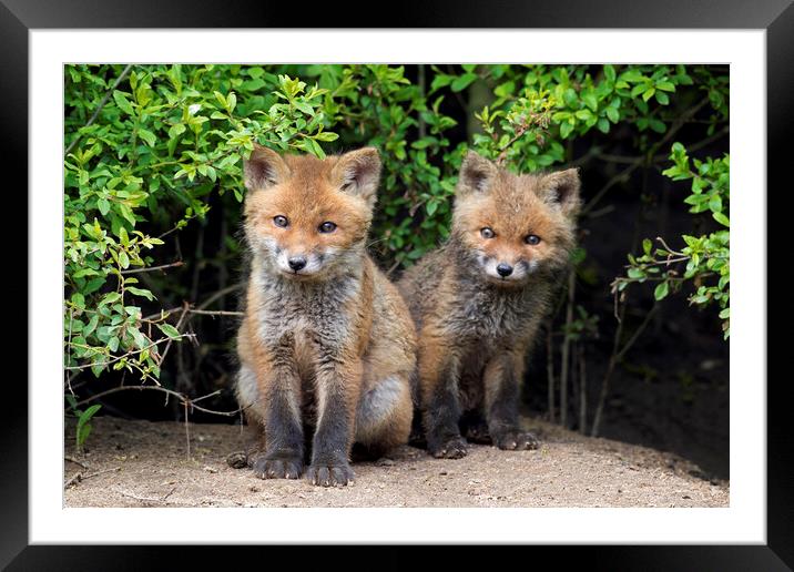 Two Cute Red Fox Cubs Framed Mounted Print by Arterra 