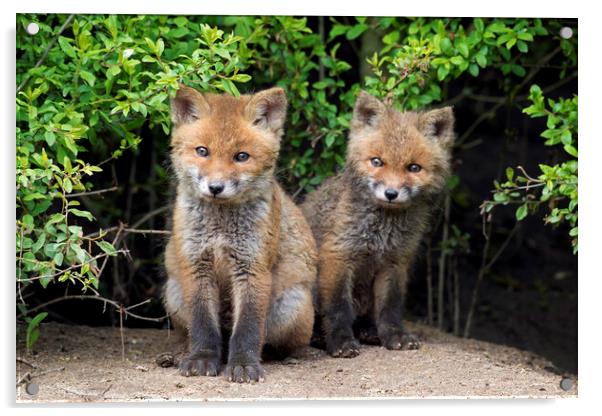 Two Cute Red Fox Cubs Acrylic by Arterra 