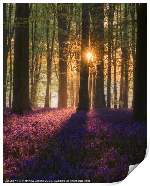 Majestic Spring landscape image of colorful bluebell flowers in woodland Print by Matthew Gibson