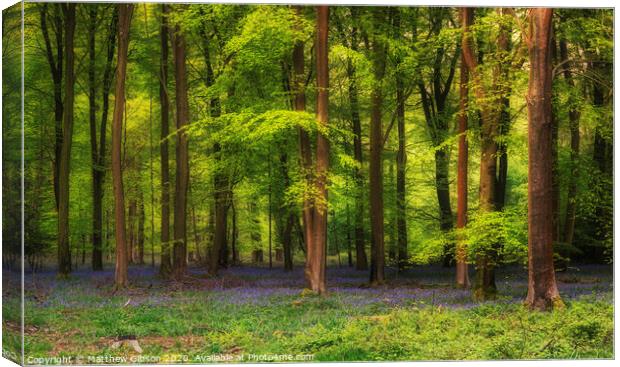 Majestic Spring landscape image of colorful bluebell flowers in woodland Canvas Print by Matthew Gibson
