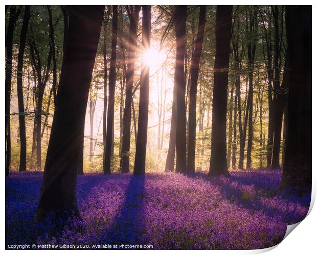 Majestic Spring landscape image of colorful bluebell flowers in woodland Print by Matthew Gibson
