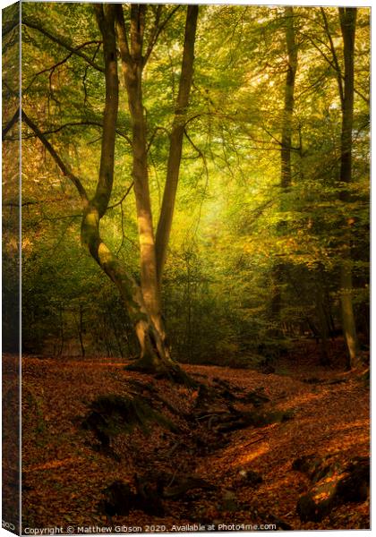 Stunning Autumn Fall colorful vibrant woodland landscape Canvas Print by Matthew Gibson
