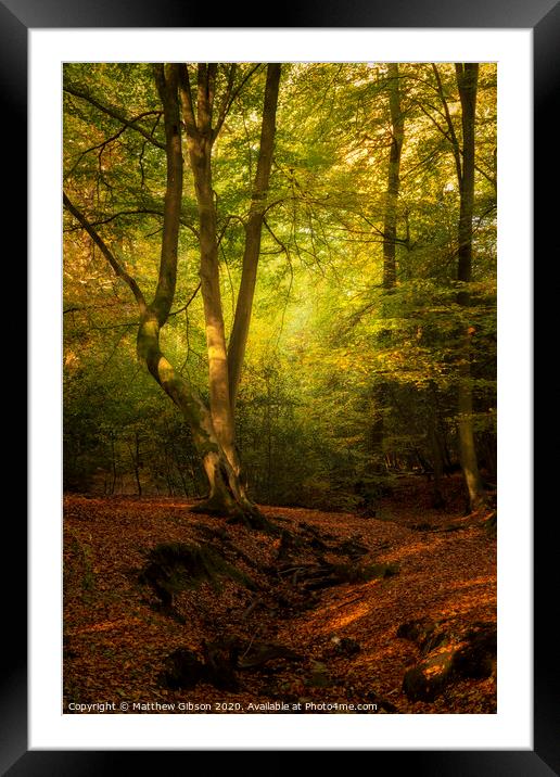 Stunning Autumn Fall colorful vibrant woodland landscape Framed Mounted Print by Matthew Gibson