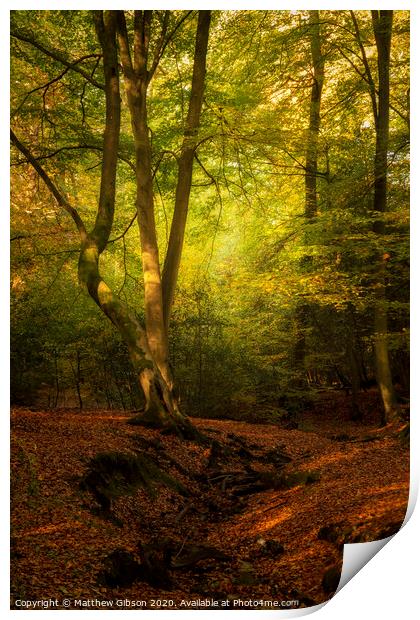 Stunning Autumn Fall colorful vibrant woodland landscape Print by Matthew Gibson
