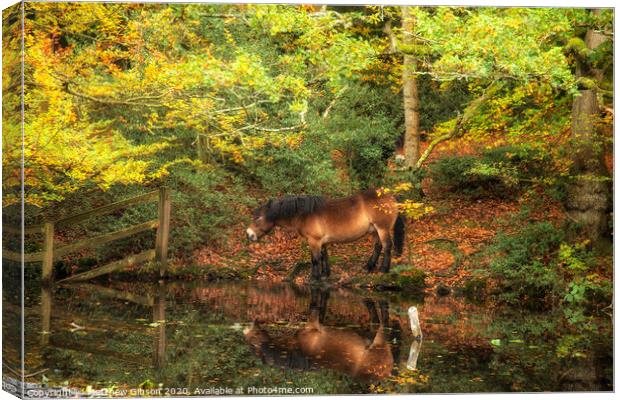 Stunning Autumn Fall colorful vibrant woodland landscape with wild pony by lake Canvas Print by Matthew Gibson