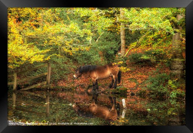 Stunning Autumn Fall colorful vibrant woodland landscape with wild pony by lake Framed Print by Matthew Gibson