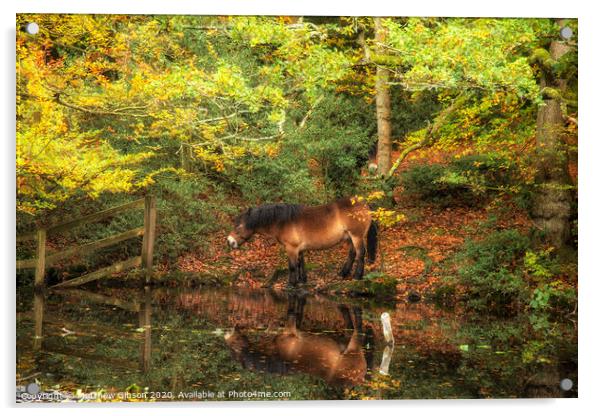 Stunning Autumn Fall colorful vibrant woodland landscape with wild pony by lake Acrylic by Matthew Gibson