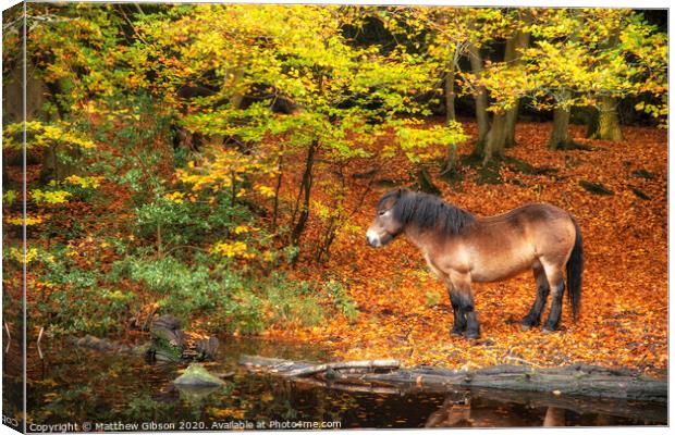 Stunning Autumn Fall colorful vibrant woodland landscape with wild pony by lake Canvas Print by Matthew Gibson