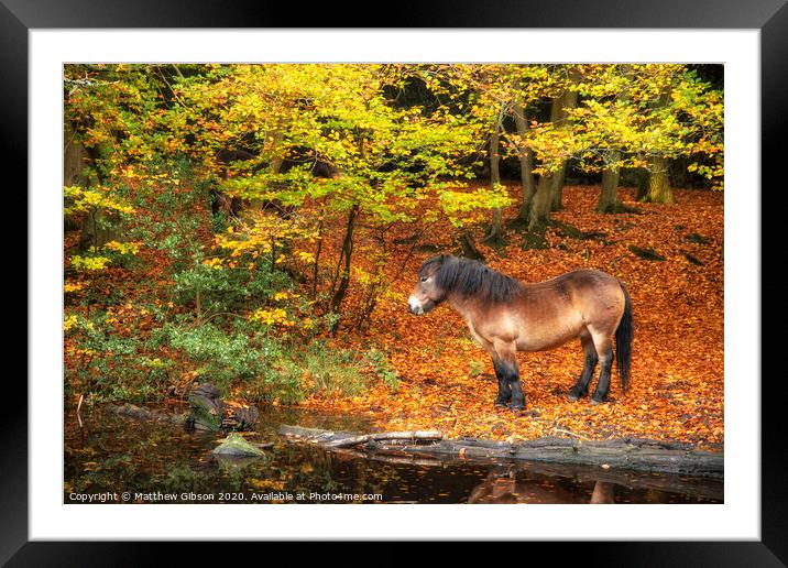 Stunning Autumn Fall colorful vibrant woodland landscape with wild pony by lake Framed Mounted Print by Matthew Gibson