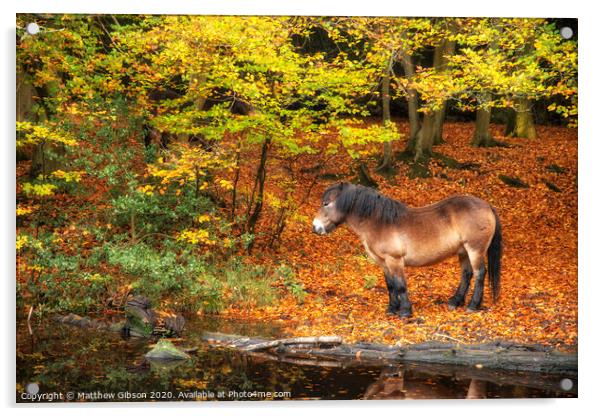 Stunning Autumn Fall colorful vibrant woodland landscape with wild pony by lake Acrylic by Matthew Gibson