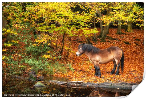 Stunning Autumn Fall colorful vibrant woodland landscape with wild pony by lake Print by Matthew Gibson