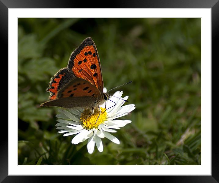 Small Copper Framed Mounted Print by Keith Thorburn EFIAP/b