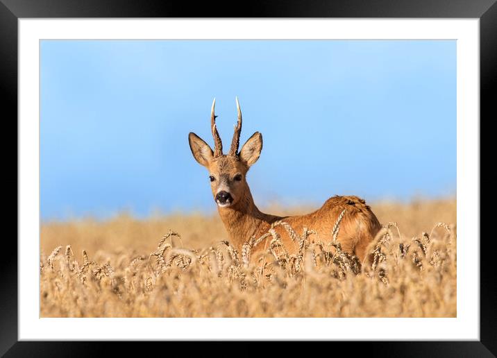 Roe Deer Buck in Cornfield Framed Mounted Print by Arterra 