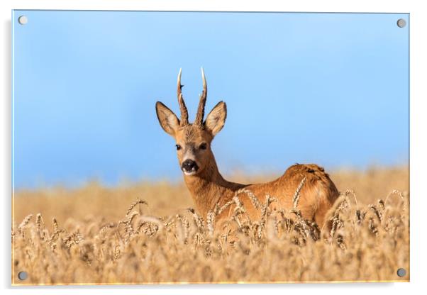 Roe Deer Buck in Cornfield Acrylic by Arterra 