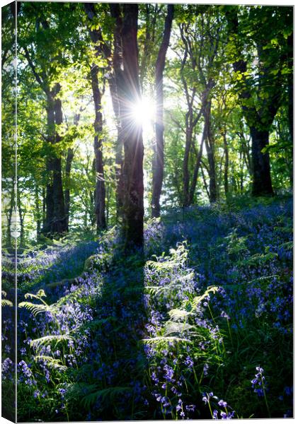 Morning sunlight in a bluebell wood Canvas Print by Andrew Kearton