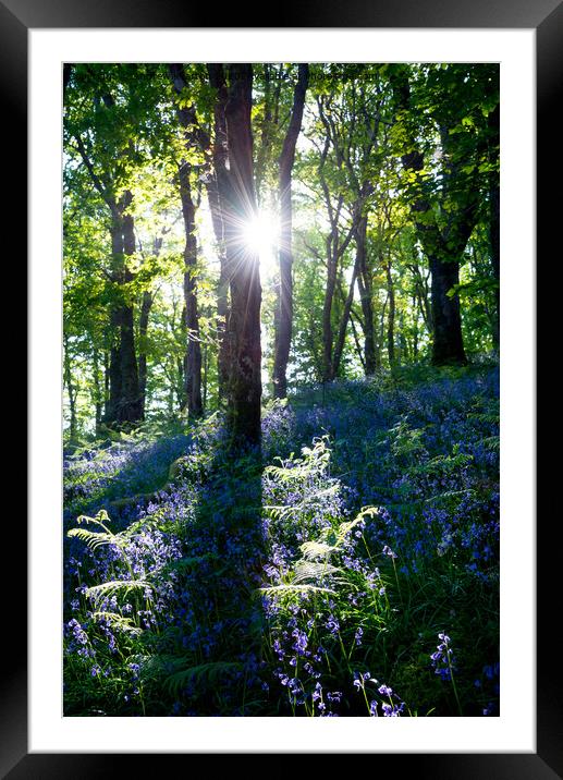 Morning sunlight in a bluebell wood Framed Mounted Print by Andrew Kearton