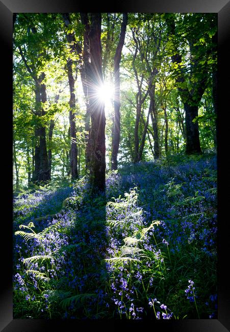 Morning sunlight in a bluebell wood Framed Print by Andrew Kearton