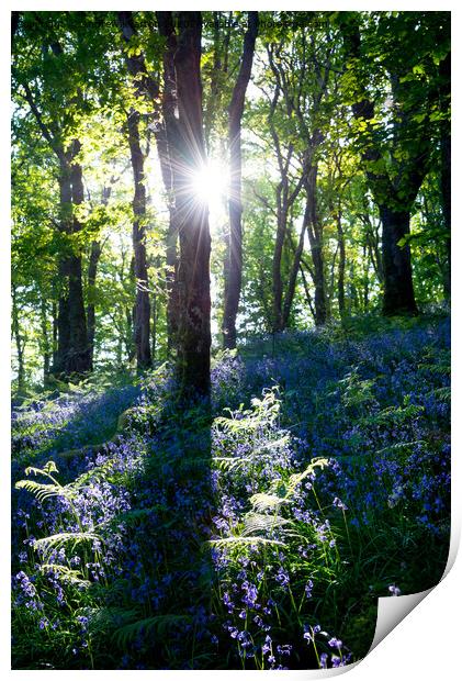 Morning sunlight in a bluebell wood Print by Andrew Kearton