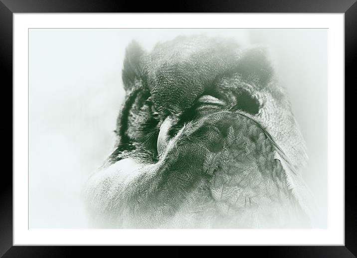 sleepy owl Framed Mounted Print by rachael hardie
