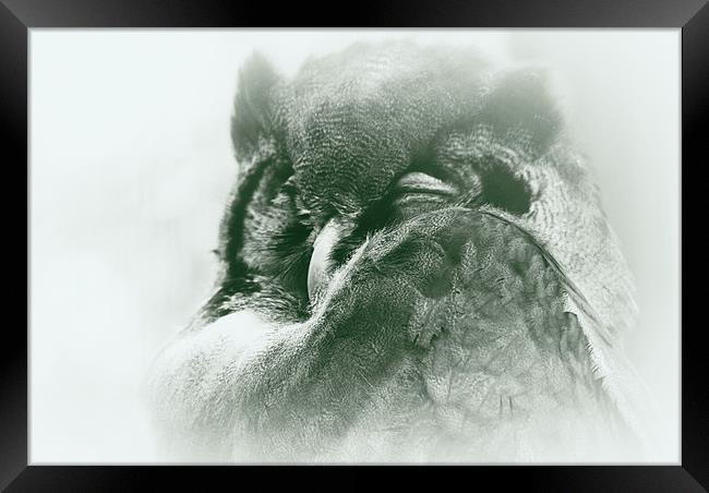 sleepy owl Framed Print by rachael hardie