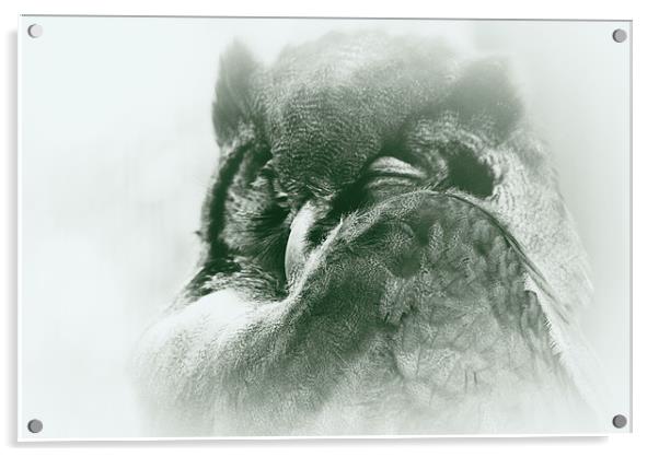 sleepy owl Acrylic by rachael hardie