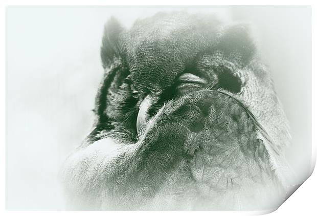 sleepy owl Print by rachael hardie