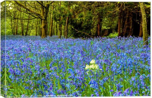 Bluebells   Flowers of the Forest Canvas Print by jim Hamilton