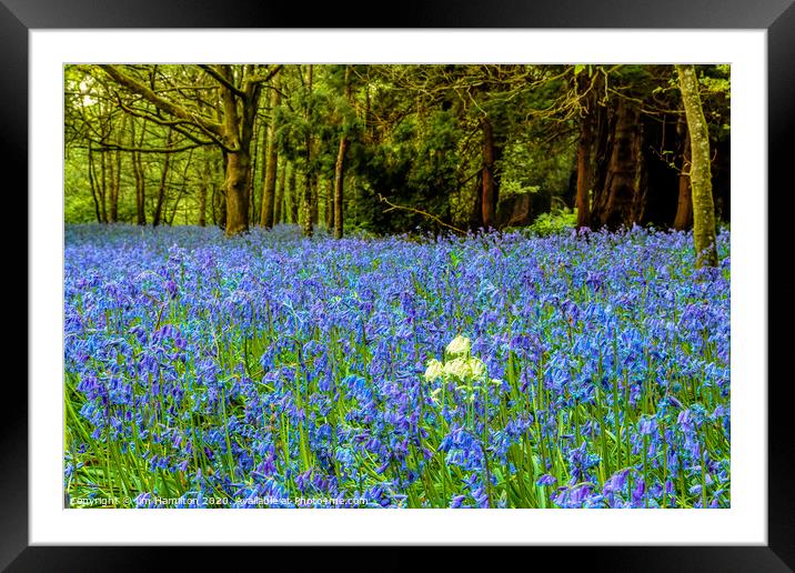 Bluebells   Flowers of the Forest Framed Mounted Print by jim Hamilton