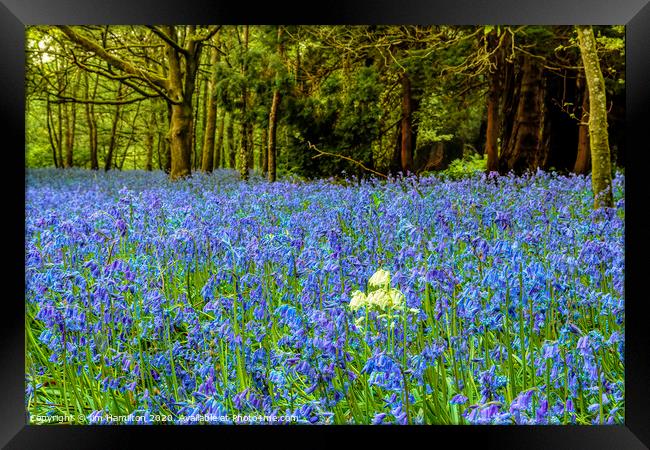 Bluebells   Flowers of the Forest Framed Print by jim Hamilton