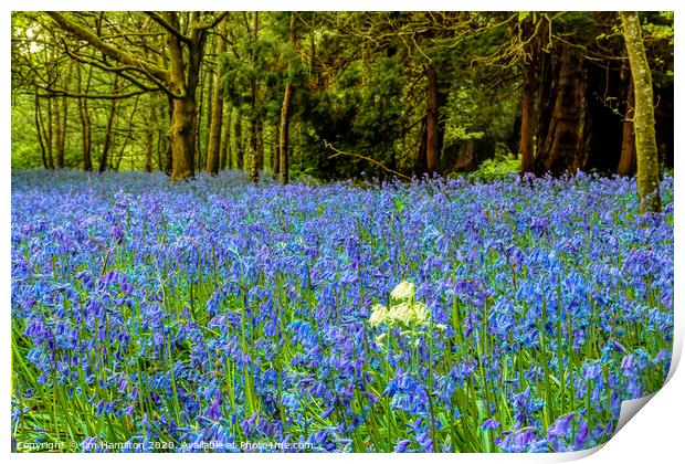 Bluebells   Flowers of the Forest Print by jim Hamilton