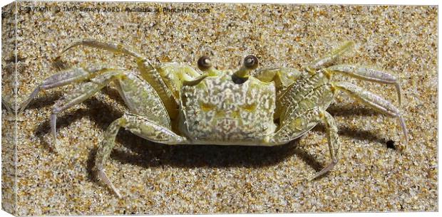 Sand Crab Canvas Print by Jane Emery