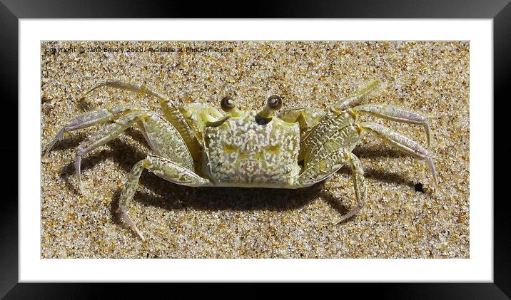 Sand Crab Framed Mounted Print by Jane Emery