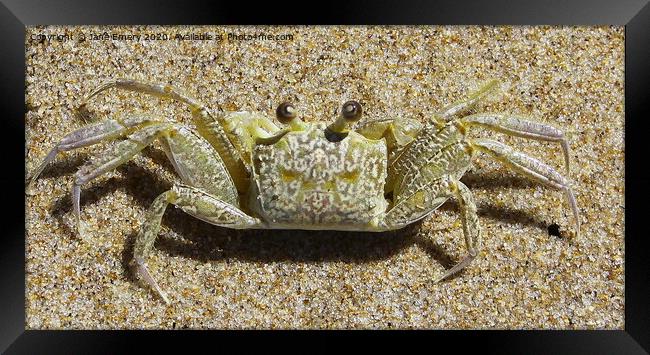 Sand Crab Framed Print by Jane Emery