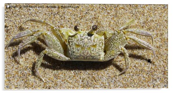 Sand Crab Acrylic by Jane Emery