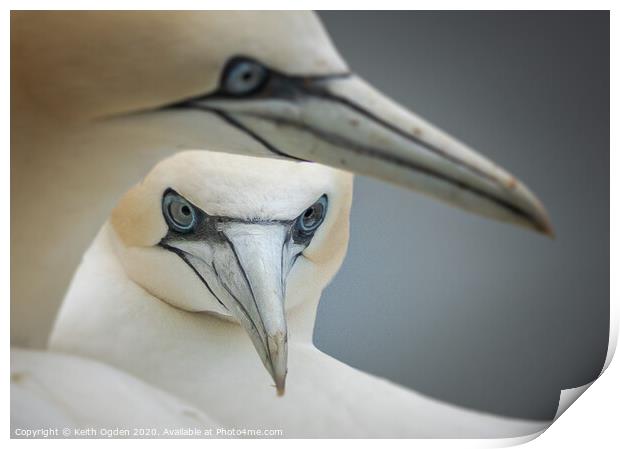 Gannets at rest Print by Keith Ogden