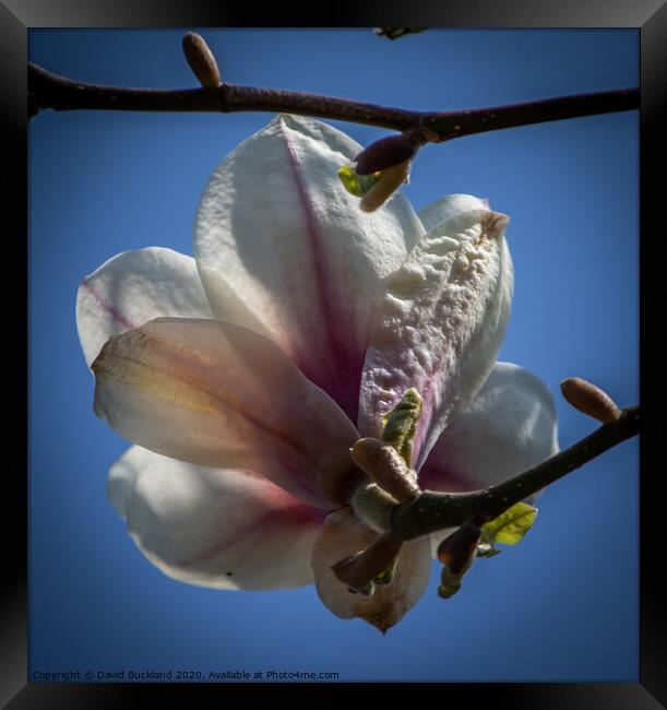 Magnolia Flower Framed Print by David Buckland
