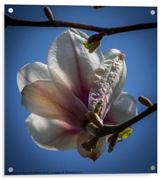 Magnolia Flower Acrylic by David Buckland