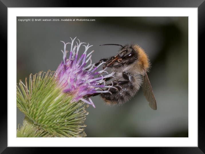 bee on a flower Framed Mounted Print by Brett watson