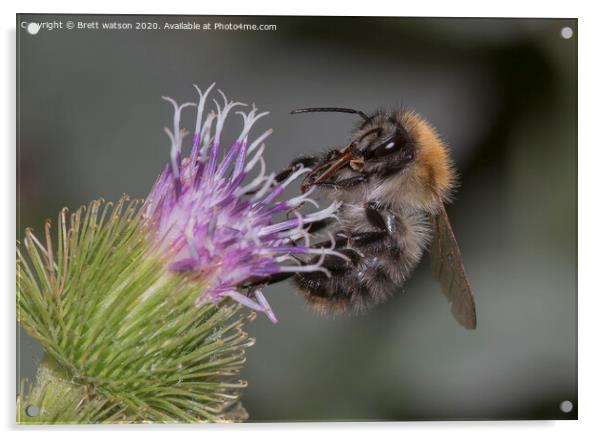 bee on a flower Acrylic by Brett watson