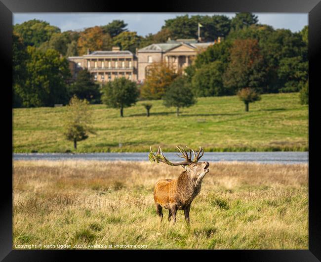 Tatton Stag Framed Print by Keith Ogden