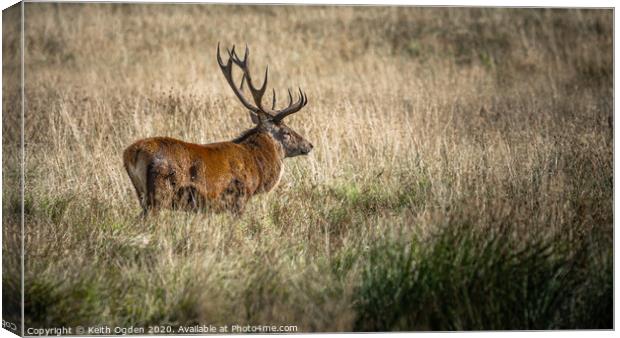 Strutting Stag Canvas Print by Keith Ogden