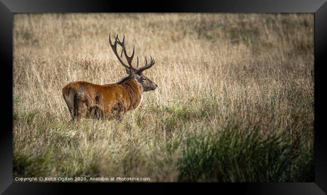 Strutting Stag Framed Print by Keith Ogden